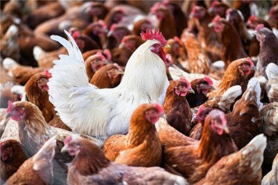Wegen Geflügelpest: Einschränkungen für Geflügelmärkte im Vogtlandkreis erneuert - Bestände von Hühnern sind weiter durch die Vogelgrippe gefährdet. Für Märkte und Ausstellungen im Vogtlandkreis hat die zuständige Veterinärbehörde Auflagen erneuert. 