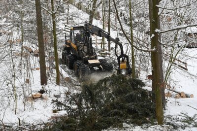 Wegen Holzernte: Wege im Rabensteiner Wald gesperrt - Im vergangenen Jahr lag bei den Waldarbeiten im Grünaer Forst noch Schnee. 