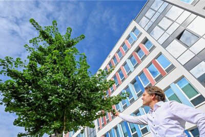 Wegen Trockenheit: Stadt Chemnitz befürchtet Verlust Tausender Bäume - Bei Neupflanzungen setzt die Stadt unter anderem auf Ginkgo-Bäume. Im Bild: Peter Börner. 