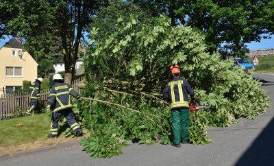 Wehr fällt angesägten Baum - Die Feuerwehr war mit zwei Fahrzeugen und zehn Einsatzkräften vor Ort.