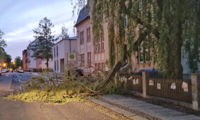 Weiden-Ast stürzt auf Gehweg vor Schule in Auerbach - 