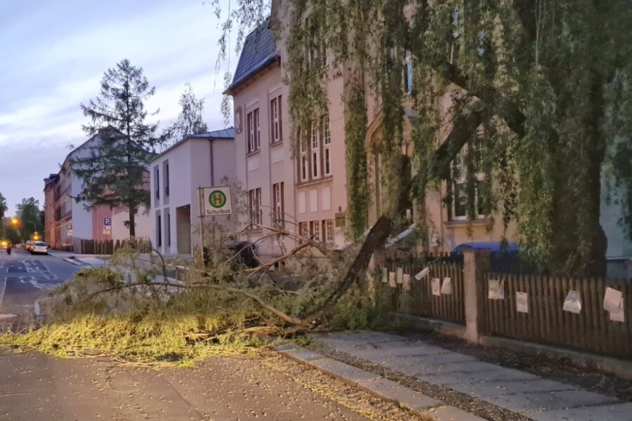 Weiden-Ast stürzt auf Gehweg vor Schule in Auerbach - 
