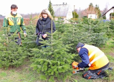 Weihnachtsbäume aus Werdau sind beliebt - Annett Groß hat sich auf der Plantage von Lars Falke (links) eine Nordmanntanne ausgesucht, die Marcus Gärtig fällt. 