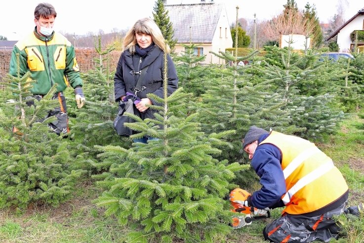 Weihnachtsbäume aus Werdau sind beliebt - Annett Groß hat sich auf der Plantage von Lars Falke (links) eine Nordmanntanne ausgesucht, die Marcus Gärtig fällt. 