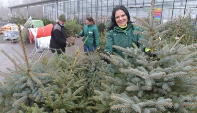 "Weihnachtsbäume nochmals frisch anschneiden" - Michaela Leichsenring bei der Arbeit in der Baumschule Freiberg.
