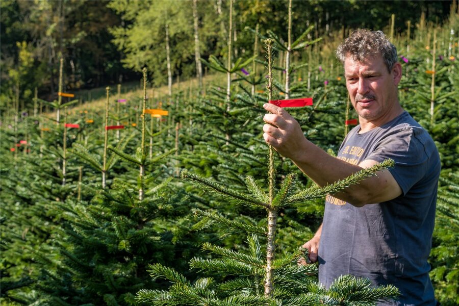 Weihnachtsbäume: Welche Preise sind dieses Jahr im Erzgebirge zu erwarten? - Hunderte Bäume hat Jens Beck bereits jetzt ausgezeichnet. Jede Farbe steht für eine Qualität, die den Preis bestimmt.