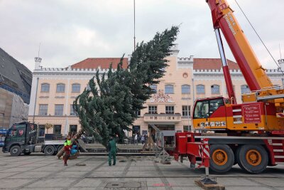 Weihnachtsbaum auf dem Hauptmarkt steht - Die gut 19 Meter hohe Colorado-Tanne war bei einer Online-Abstimmung ausgewählt worden.
