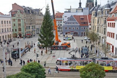 Weihnachtsbaum aus dem Vogtland schmückt Zwickauer Hauptmarkt - 