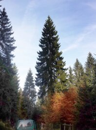 Weihnachtsbaum für den Chemnitzer Markt ist gefunden - Die etwa 27 Meter hohe, zirka 80 Jahre alte Fichte, die bald den Chemnitzer Weihnachtsmarkt zieren wird, steht derzeit noch im vogtländischen Forstrevier Tannenbergsthal.