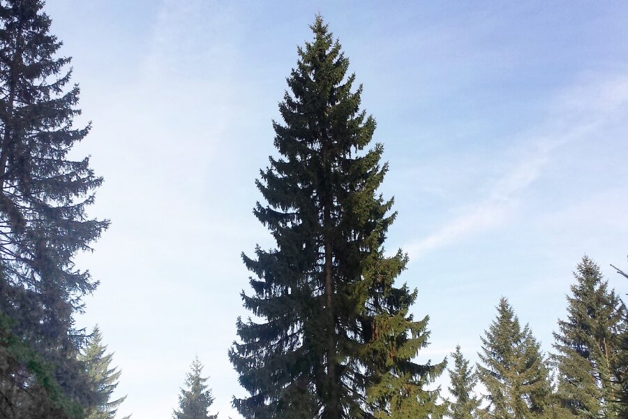 Weihnachtsbaum für den Chemnitzer Markt ist gefunden - Die etwa 27 Meter hohe, zirka 80 Jahre alte Fichte, die bald den Chemnitzer Weihnachtsmarkt zieren wird, steht derzeit noch im vogtländischen Forstrevier Tannenbergsthal.