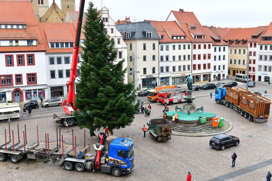 Weihnachtsbaum für Freiberg kommt aus Freiberg - Die Tanne ist in diesem Jahr aus Freiberg.
