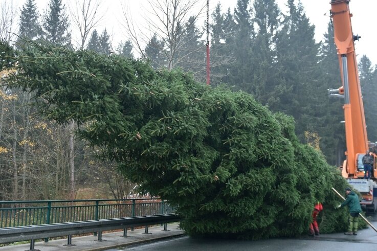 Weihnachtsbaum für Zwickau in Zwotental gefällt - Dieses Prachtexemplar wird den Zwickauer Weihnachtsmarkt schmücken. 