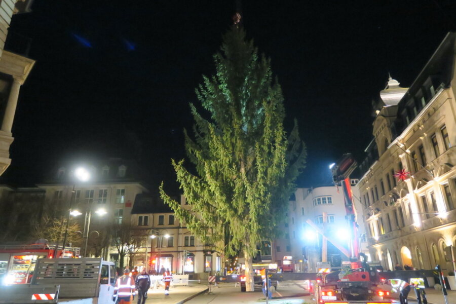 Steht seit Mittwoch am Altmarkt: der Weihnachtsbaum
