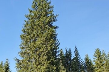 Der Baum steht noch im Forstbezirk Adorf. 