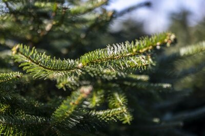 Weihnachtsbaum mal selbst gefällt  - Sachsenforst lädt ins Grünaer Revier ein - Der Staatsbetrieb Sachsenforst wird im Revier Grüna ein Weihnachtsbaumfällen anbieten.