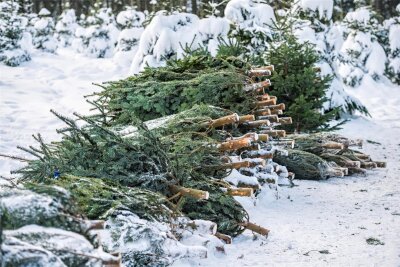 Weihnachtsbaum und Wildroster: Sachsenforst lädt ins Holzfällercamp ein - Bäume aus den einheimischen Wäldern kann man am 17. Dezember im Holzfällercamp von Sachsenforst kaufen.