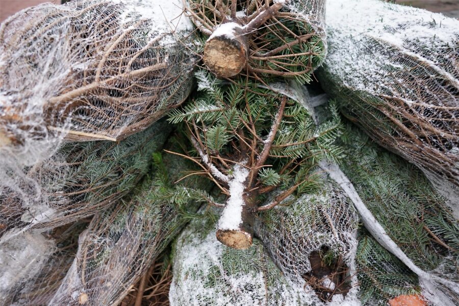 Weihnachtsbaum zum Selbersägen – im Rabensteiner Wald ist das bald möglich - Sorgen für Duft und Glanz in der Weihnachtsstube.