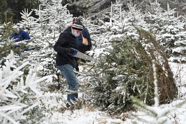 Weihnachtsbaumsägen: Andrang im Wald - 20 Euro pro Baum mussten am Samstag im Rabensteiner Wald gezahlt werden. So mancher sägte gleich zwei ab. 