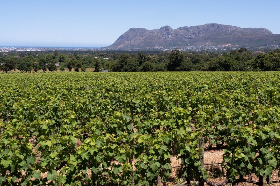 Weine aus Südafrika: Das gelbe Rätsel und Pairing-Ideen - Blick über die Rebgärten von Südafrikas ältestem Weingut Groot Constantia.