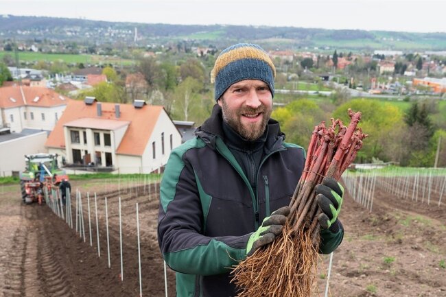 Till Neumeister, Weinbauleiter im Staatsweingut, mit jungen Reben der Sorte Gamay. Voraussichtlich im Jahr 2024 wird der Weinberg in Radebeul das erste Mal eine Ernte abwerfen. 
