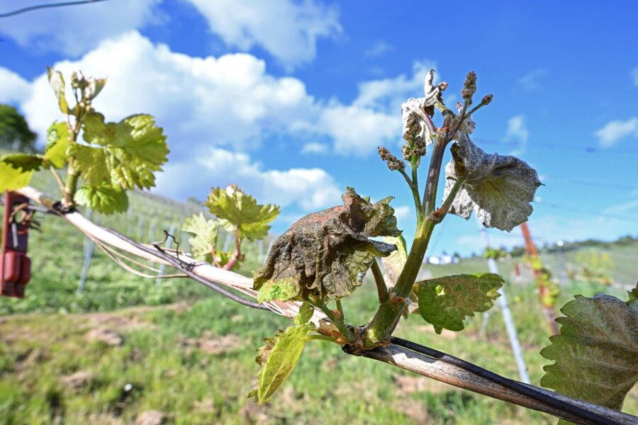 Weininstitut erwartet nach Spätfrost kleinen Preissprung - Nach Frostnächten fürchten Winzer und Obstbauern Ernteausfälle.