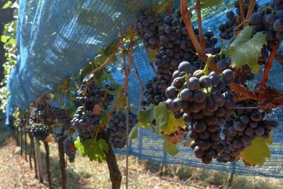 Weinlese in Sachsen: So schnell wie dieses Jahr ging es noch nie - Hier hängen Portugieser-Trauben in einem Weinberg in Meißen. Inzwischen sind sie abgeerntet. 