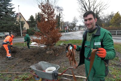 Weißenborn hat seine Rotbuche wieder - Bert Trautmann von der Baumschule Freiberg hat mit Spanngurten den Baum fest im Boden verankert.