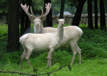 Weißer Hirsch offenbar mit Armbrust beschossen - Dieses Bild vom Hirsch mit seinem Weibchen entstand im Juni 2012 im Wildgehege Moritzburg. 