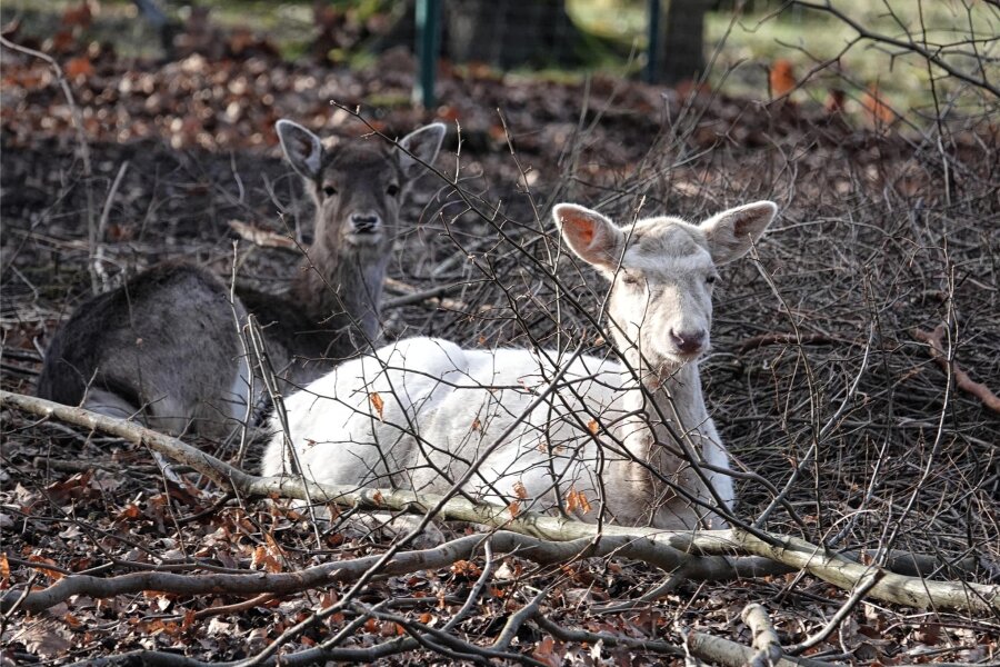 Weißes Damtier „Blondi“ sorgt im Sahnpark Crimmitschau für Aufsehen - „Blondi" ist eine ganz besondere Bewohnerin des Crimmitschauer Tiergeheges.