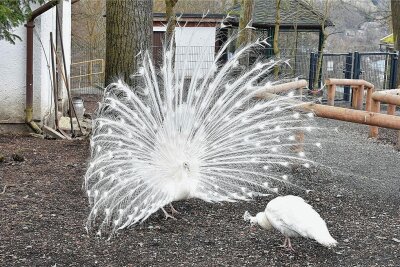 Weißes Pfauenpaar erstmals im Tierpark Klingenthal zu sehen - Seit Herbst 2021 leben die Tiere in Klingenthal.