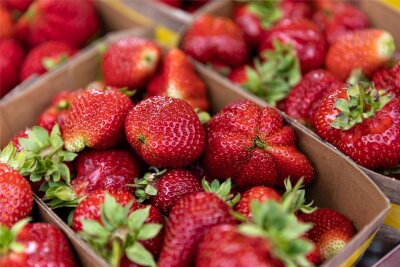Weit gereister Irrsinn: die ersten Erdbeeren - Sehen zwar reif aus, sind aber meist nicht aromatisch: frühe Erdbeeren.