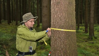 Weit mehr als nur Bäume-Zählen: Der Vogtlandwald unter der Lupe - Neben viel Technik gibt es zum Daten-Sammeln auch Klassiker wie das Maßband, mit dem Forstwirt Steffen Hilpert den Baumdurchmesser ermittelt.