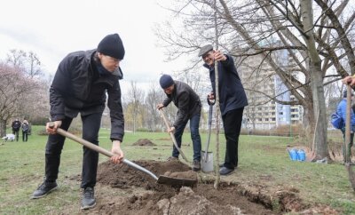 Weitere Apfelbäume für Kulturhauptstadt-Projekt in Chemnitz gepflanzt - Filmemacherin Beate Kunath, Bürgermeister Michael Stötzer und Generalintendant Christoph Dittrich (von links) pflanzen einen Apfelbaum. 
