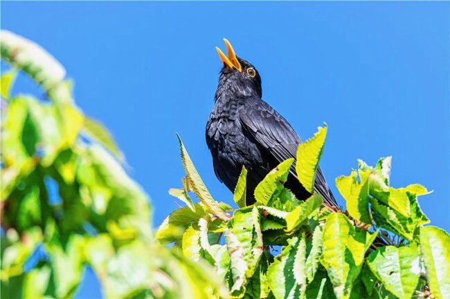 Welcher Vogel singt denn da? Wanderung durch den Schlosspark in Wechselburg - Eine singende Amsel - Vogelstimmen kann jetzt in Wechselburg bei einer Wanderung gelauscht werden. 