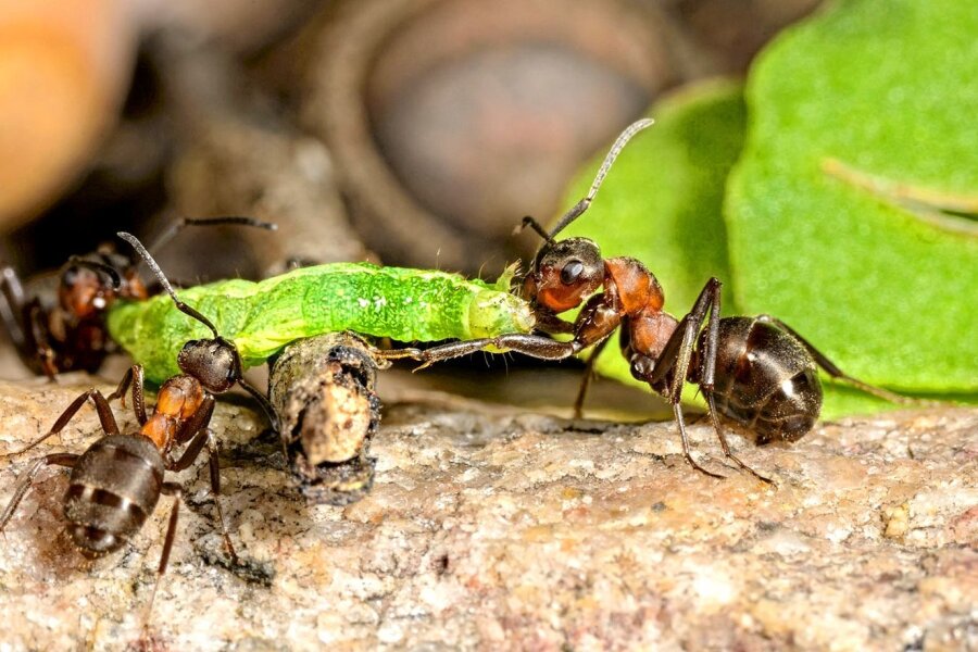Welt der Insekten erwacht im Klosterpark Altzella zum Leben - 