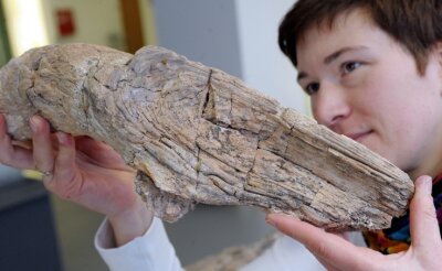 
              <p class="artikelinhalt">Diesen 290 Millionen Jahre alten, verkieselten Ast will Thorid Zierold, Biologin im Naturkundemuseum, am Dienstag mit nach Dresden nehmen.</p>
            