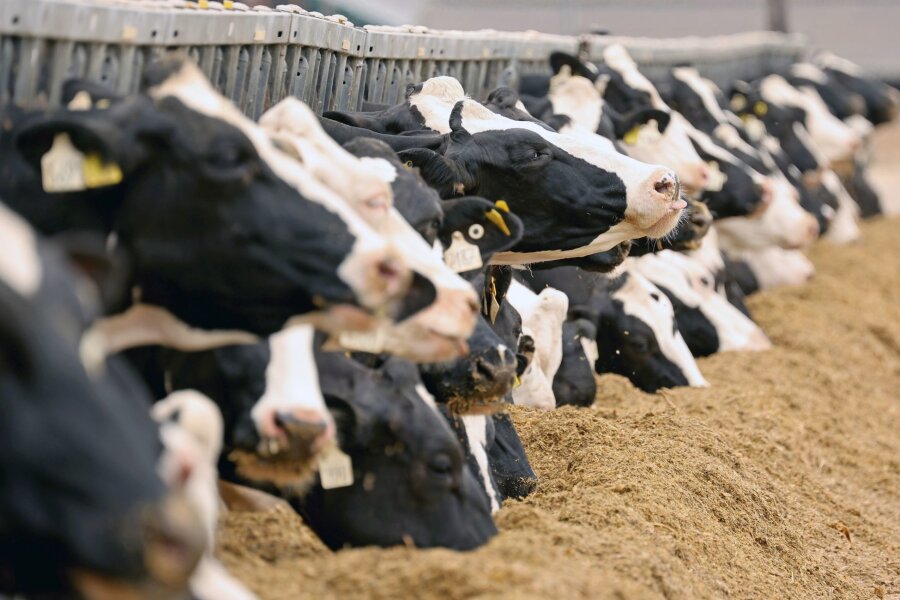 Weniger Lust auf Milch - Von Tradition zur ethischen Debatte - Tierwohl spielt für viele Verbraucher beim Milchkauf eine Rolle.