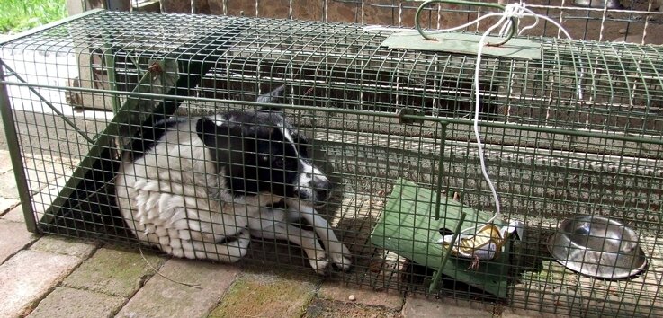 Jack-Russel-Terrier Tina wurde von der Bergwacht gerettet.