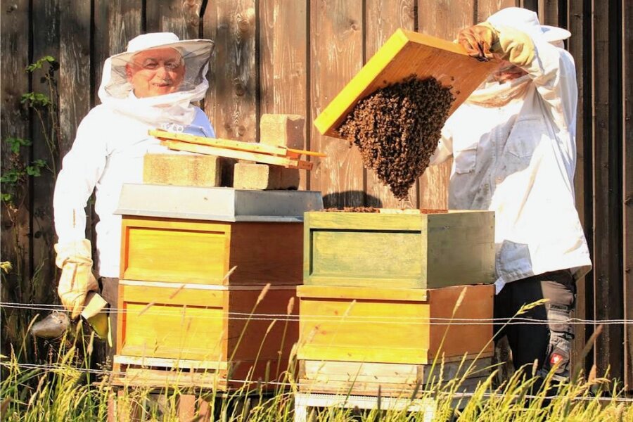 Wenn Bienen schwärmen: Hauptmannsgrüner Imker setzt Finderlohn aus - Eckhard (links) und Sebastian Meier geben einem eingefangene Bienenschwarm ein neues Zuhause.