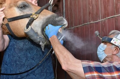 Wenn das Pferd einen Zahnarzt braucht - Und jetzt mal schön weit aufmachen: Tierarzt Dr. Gerd Leonhardt aus Oelsnitz ist auch ein Spezialist für die Zahnbehandlung bei Pferden. Das Foto zeigt ihn beim Schleifen der Schneidezähne, im Hintergrund Pferdehalterin Marilyn Rudert aus Remtengrün. 