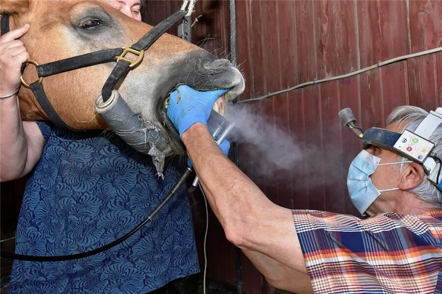 Wenn das Pferd einen Zahnarzt braucht - Und jetzt mal schön weit aufmachen: Tierarzt Dr. Gerd Leonhardt aus Oelsnitz ist auch ein Spezialist für die Zahnbehandlung bei Pferden. Das Foto zeigt ihn beim Schleifen der Schneidezähne, im Hintergrund Pferdehalterin Marilyn Rudert aus Remtengrün. 