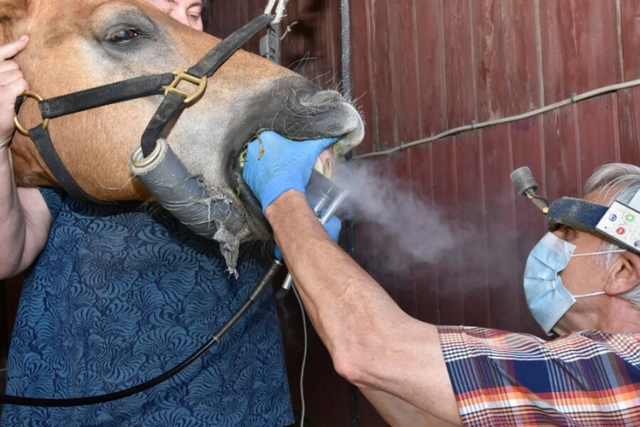 Und jetzt mal schön weit aufmachen: Tierarzt Dr. Gerd Leonhardt aus Oelsnitz ist auch ein Spezialist für die Zahnbehandlung bei Pferden. Das Foto zeigt ihn beim Schleifen der Schneidezähne, im Hintergrund Pferdehalterin Marilyn Rudert aus Remtengrün. 