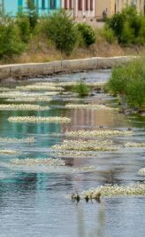 Wenn der Fluss zum Blütenmeer wird - In Olbernhau lässt sich der Wasserhahnenfuß ebenfalls antreffen.