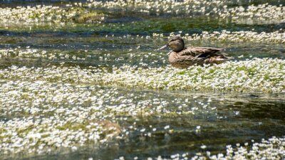 Wenn der Fluss zum Blütenmeer wird - Auf einigen Gewässern der Region ist ein schwimmender Blütenteppich des Wasserhahnenfußes zu sehen, wie hier auf der Zschopau in der Ortslage Scharfenstein. 