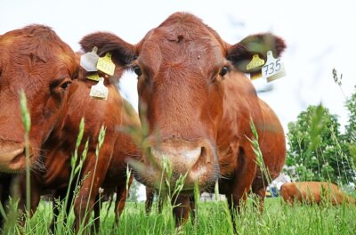 Wenn die Haltung stimmt, sind die Rindviecher entspannt - Die Roten Angus-Rinder sind so entspannt, dass sie sogar zum Fototermin angetrabt kommen, wenn der Bauer ruft.