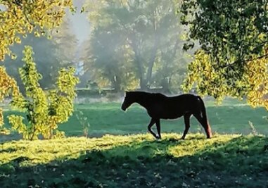 Wenn ein Pferd den goldenen Herbst genießt - Das Motto des Fotowettbewerbs lautet "Steig ei, mir fahrn ...". 