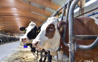 "Wenn Kühe krank sind, dann liefern sie nicht" - Stall des Rößlerhofs in Burkhardtsdorf. Die Tiere stehen in 1,20 Meter breiten Fressliegeboxen.