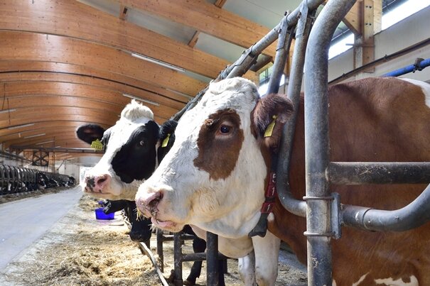 "Wenn Kühe krank sind, dann liefern sie nicht" - Stall des Rößlerhofs in Burkhardtsdorf. Die Tiere stehen in 1,20 Meter breiten Fressliegeboxen.
