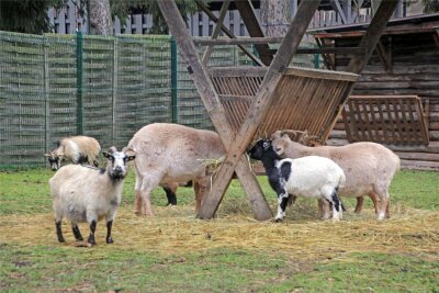 Wer parkt, hilft Ziegen und Co.: Stadt Freiberg reicht Einnahmen aus Parkautomat an Tierpark weiter - Zu den Tierpark-Bewohnern gehören die Ziegen.