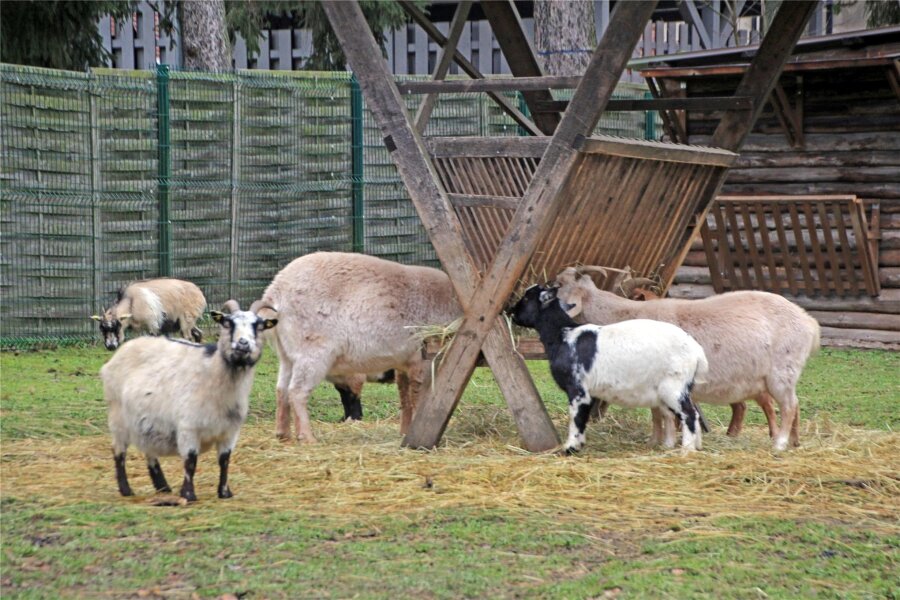 Wer parkt, hilft Ziegen und Co.: Stadt Freiberg reicht Einnahmen aus Parkautomat an Tierpark weiter - Zu den Tierpark-Bewohnern gehören die Ziegen.